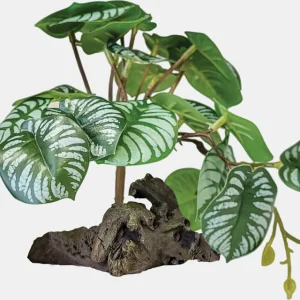 Repto - Plant on Deco Begonia